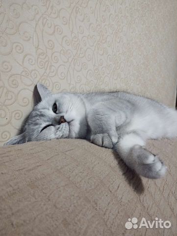 Передержка кошечек