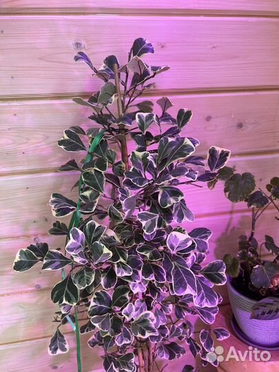 Фикусы монстеры пеперомии