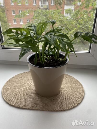 Монстера манки маск