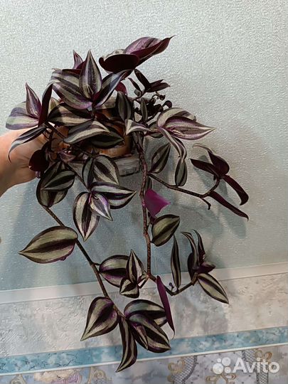 Традесканция зебрина