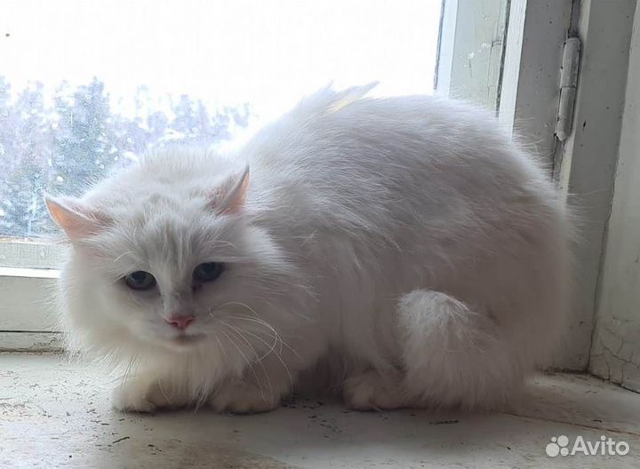 Кошки в добрые руки бесплатно