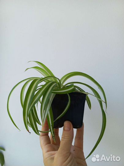 Хлорофитум Бонни (кучерявый)