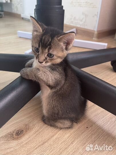 Котята чаузи