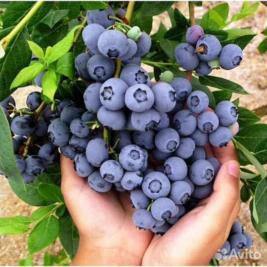 Голубика дюк