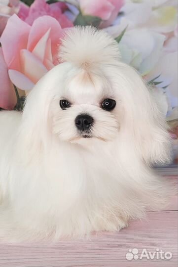 Щенок мальтезе, мальчик