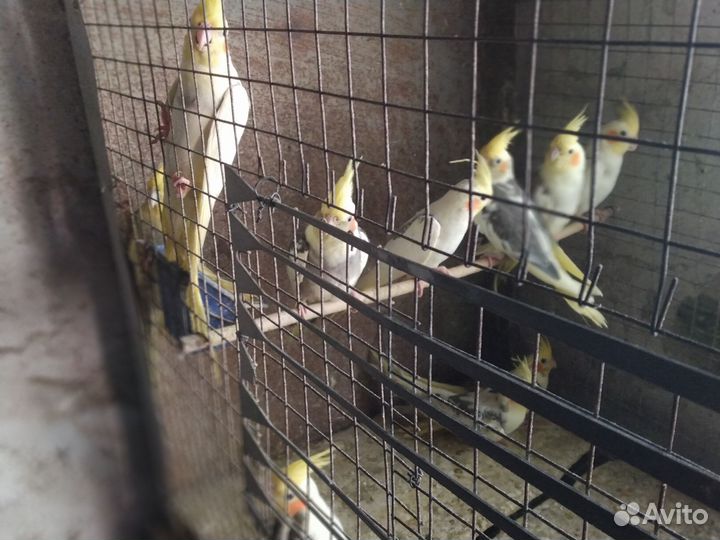 Продам молодых попугаев карелл