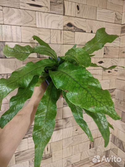 Папоротник микросорум