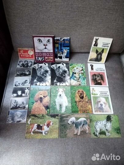 Собаки, кошки, цветы, природа