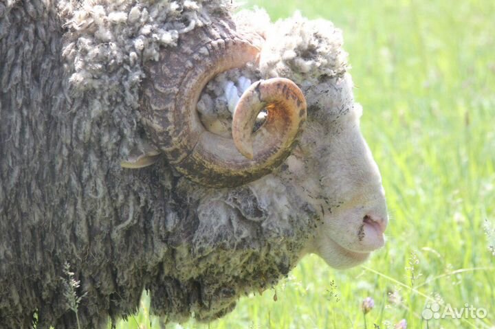Советский меринос баранчики,ярки