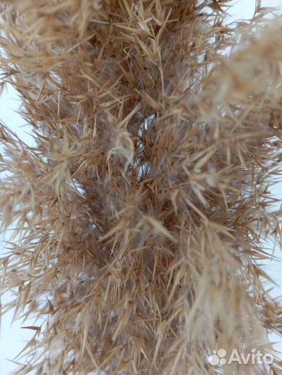 Сухоцветы камыш, пампасная трава кортадерия