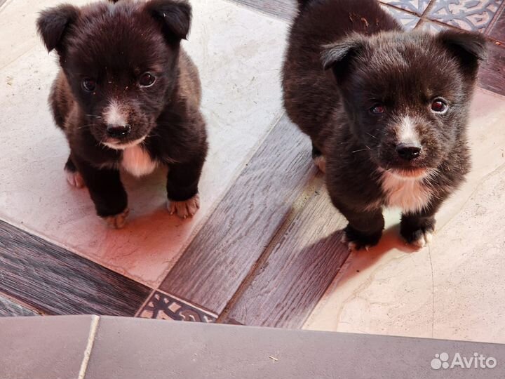 Радость в дом