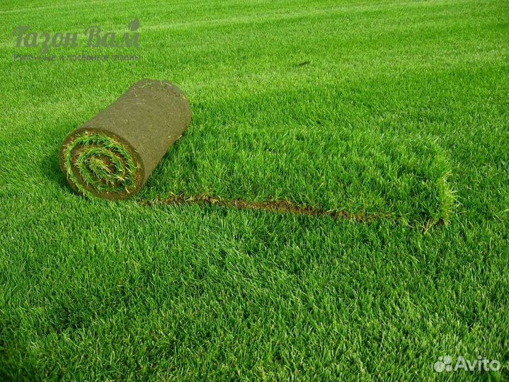 Газон элитный