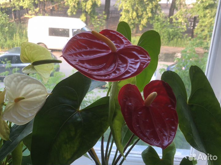 Антуриум Андре красный