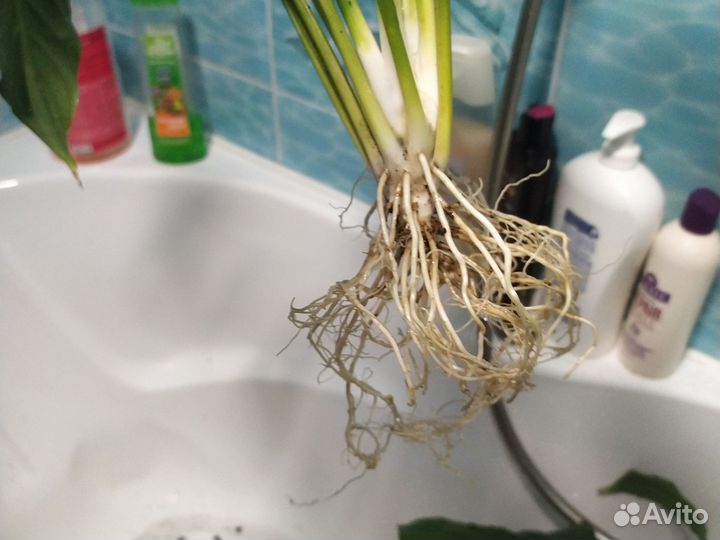 Панданус (винтовая пальма)