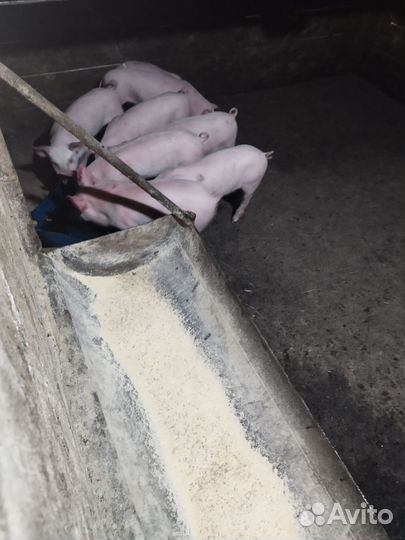 Поросята