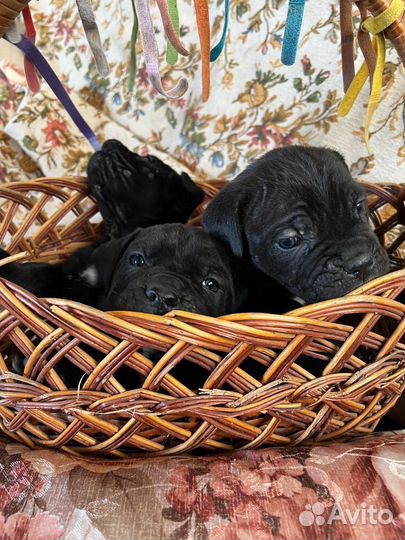 Щенки кане Корсо