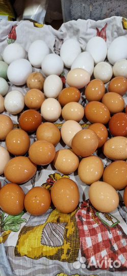 Домашние куриные и утиные яйца