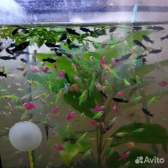 Аквариумные рыбы