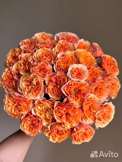 Премиум пионовидная роза,доставка цветов