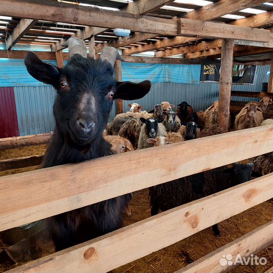 Бараны и овцы продаём