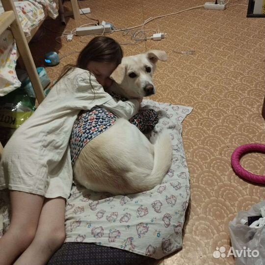 Домашняя передержка ваших питомцев