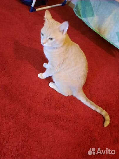 Кот в добрые руки