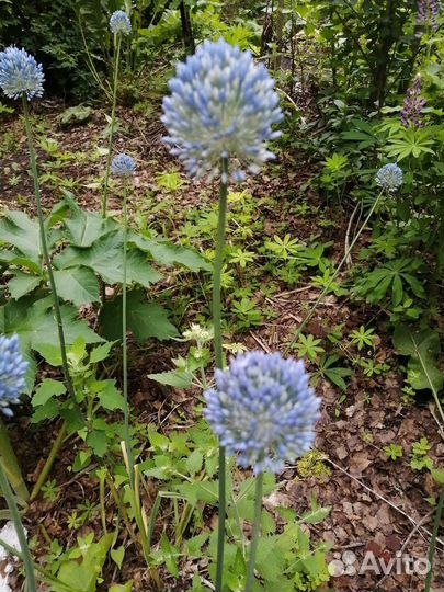 Лук декоративный