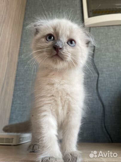Британский котенок 2 мес
