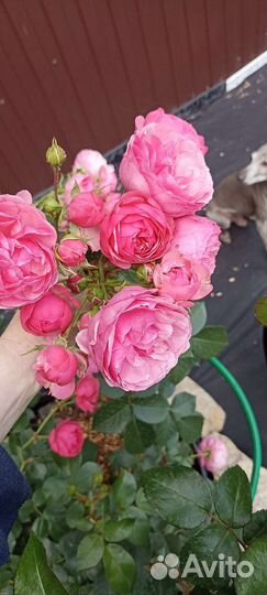 Роза для букета