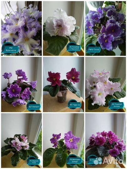 Сортовые фиалки