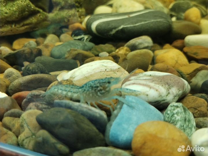 Голубой кубинский рак