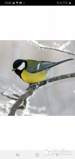 Чижи щеглы певчие птицы
