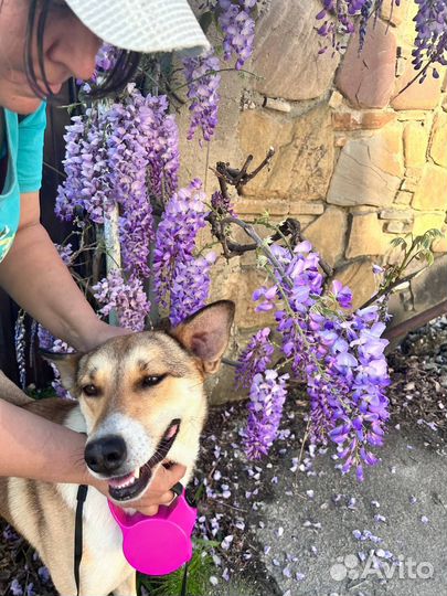 Собака с душой человека