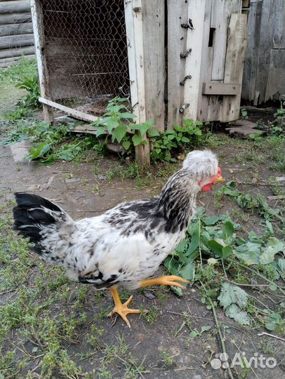 Молодые петухи