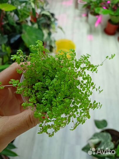 Солейролия пышные кустики