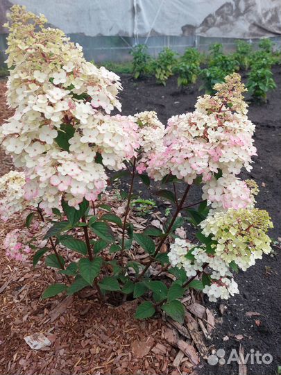 Метельчатые гортензии Самарская Лидия