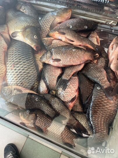 Рыба карась, карп,сазан