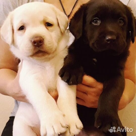 Щенки лабрадора