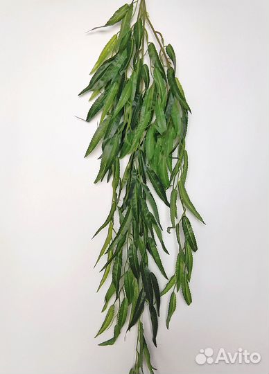 Растения для подоконника ива белая опт