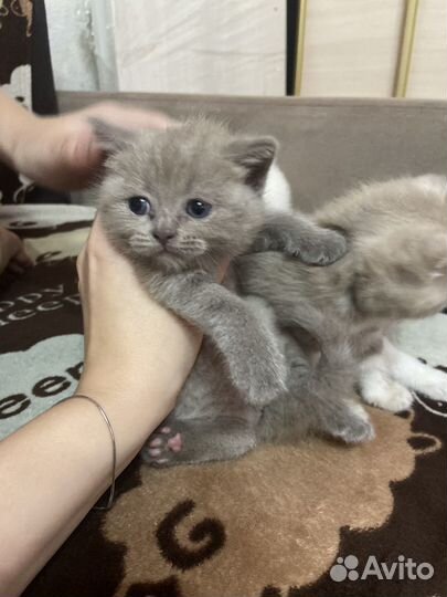 Британские котята