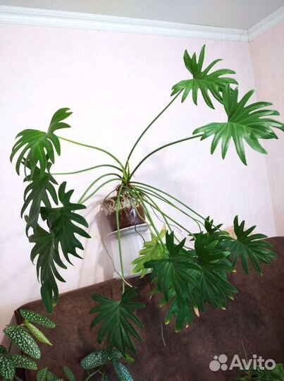 Цветы для дома и офиса