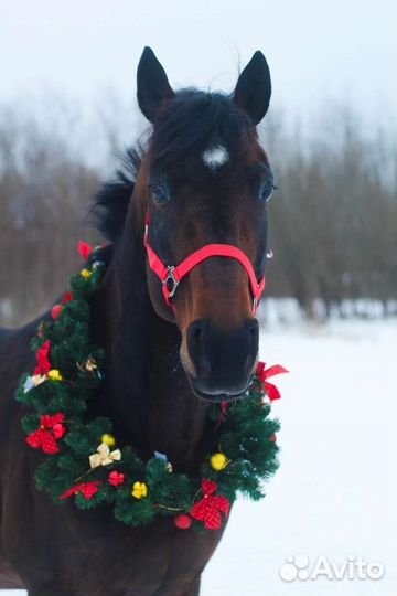 Конные прогулки в Архангельске