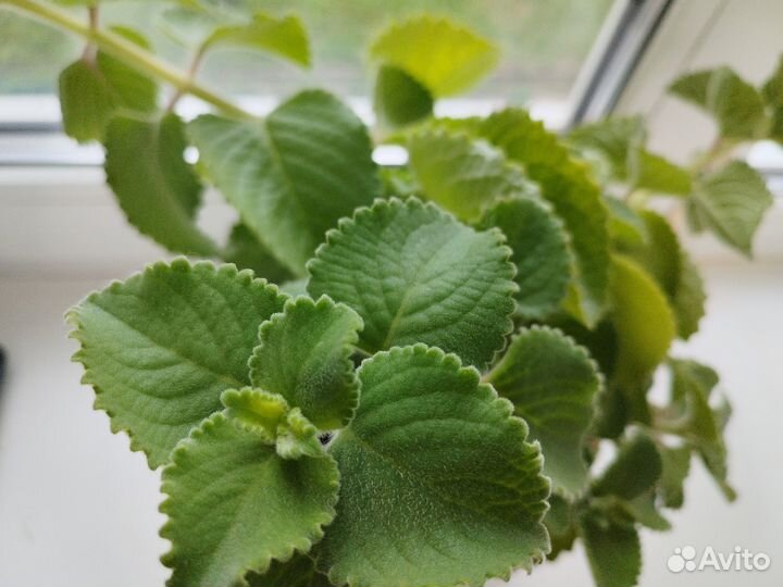 Мята домашняя