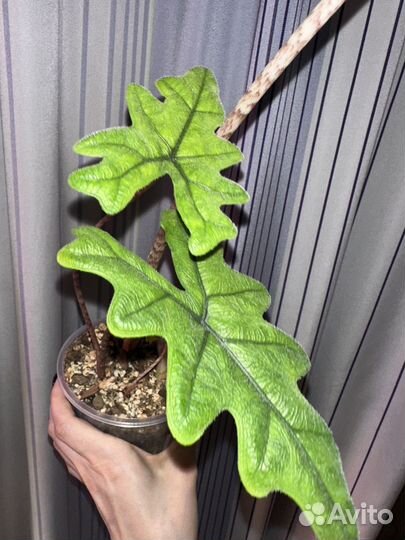 Алоказия жаклин