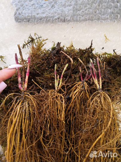 Клематис белое облако