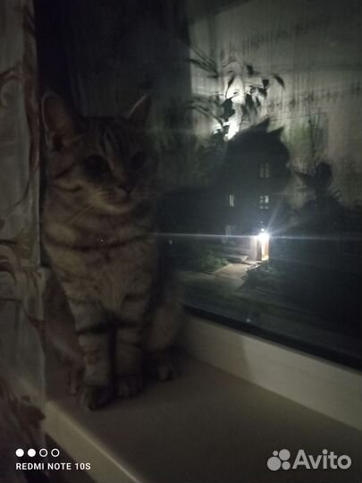 Нужен кот для вязки
