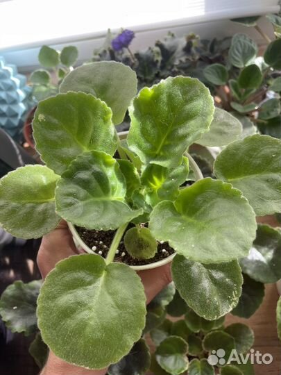 Фиалка цветные валентинки