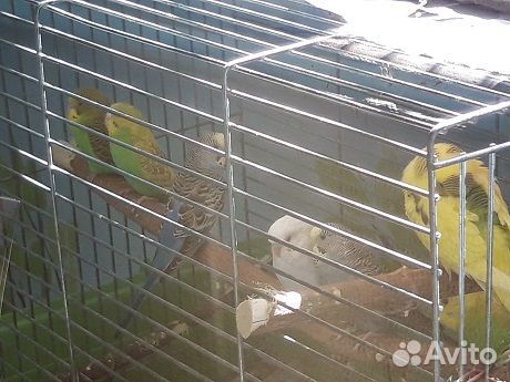 Волнистый попугай