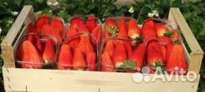 Саженцы клубники Люция