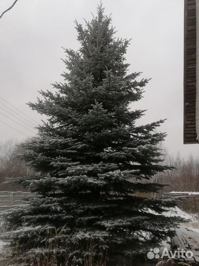 Голубая ель